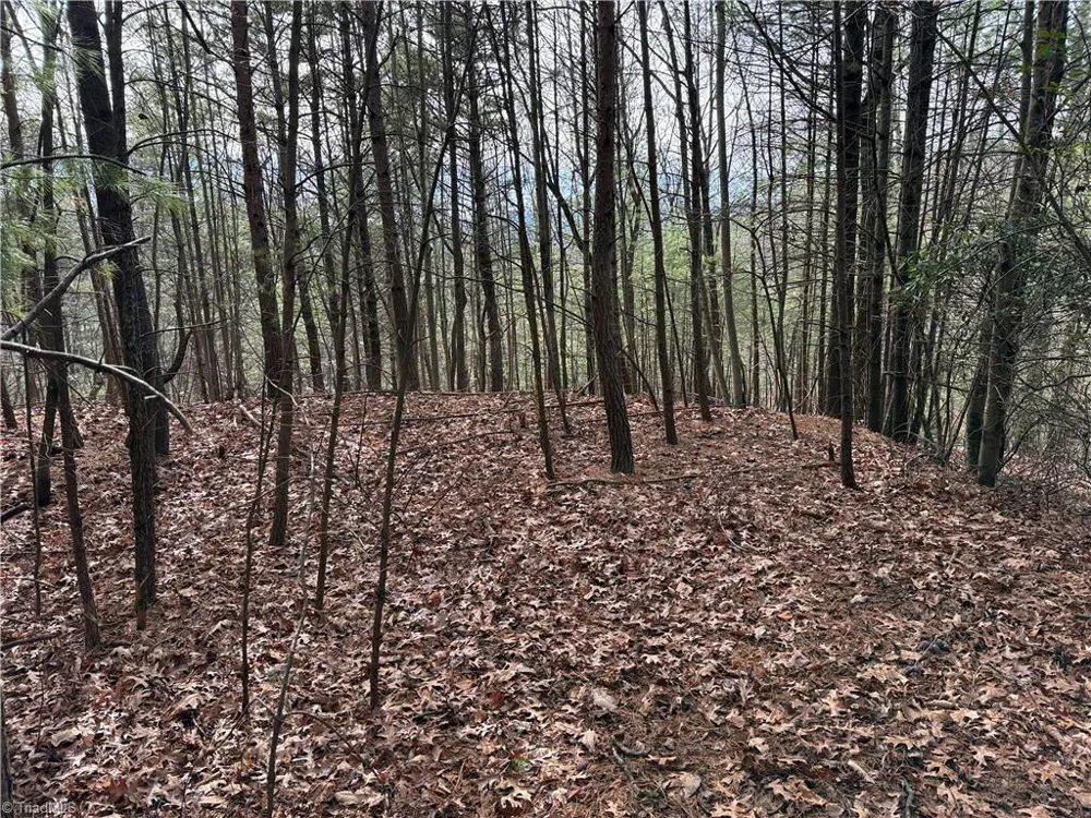 Lot 21 Buck Mountain Road Purlear, NC 28665