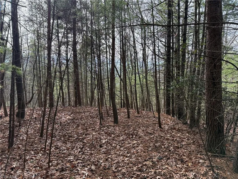 Lot 21 Buck Mountain Road Purlear, NC 28665