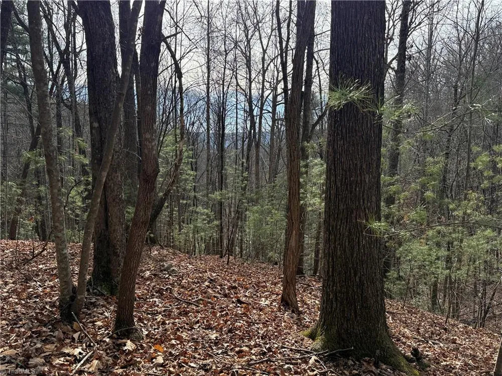 Lot 21 Buck Mountain Road Purlear, NC 28665