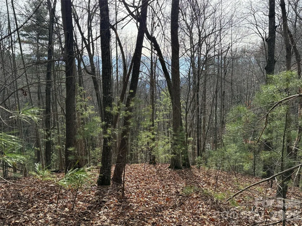 TBD Buck Mountain Road #21 Purlear, NC 28665
