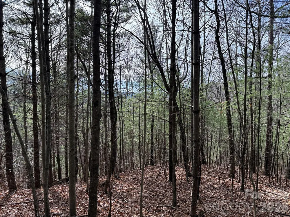 TBD Buck Mountain Road #21 Purlear, NC 28665