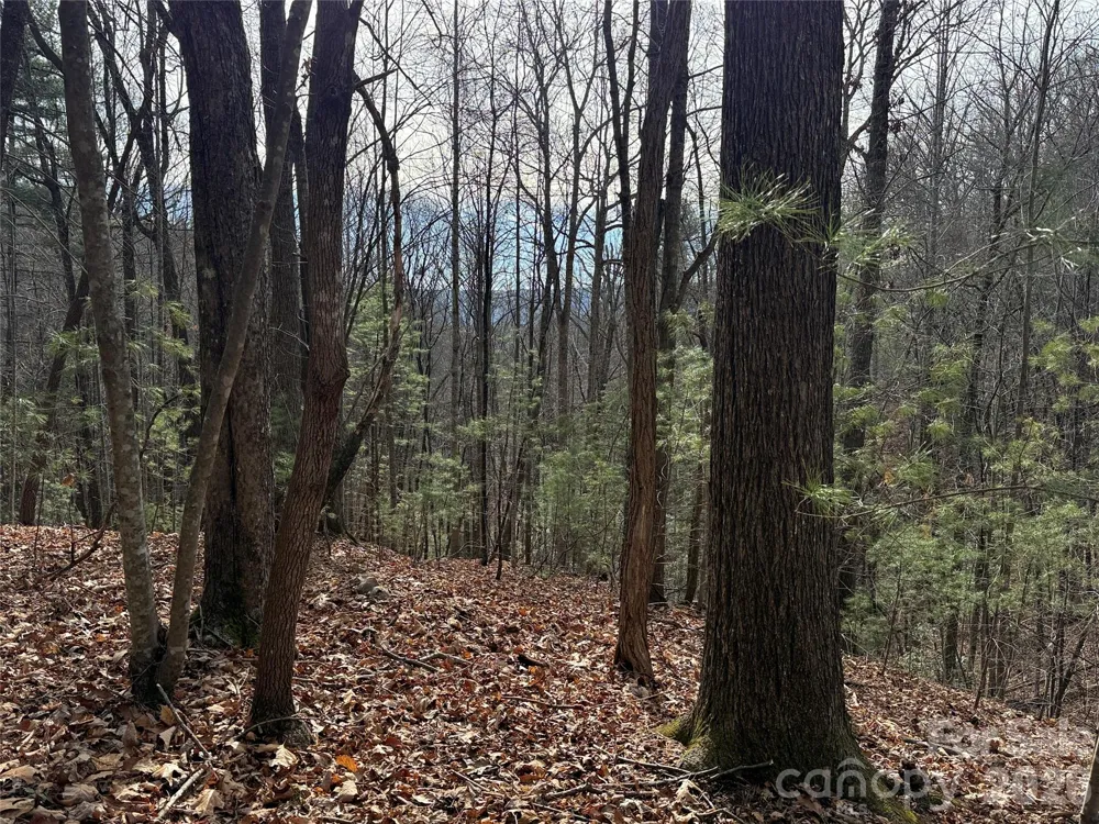 TBD Buck Mountain Road #21 Purlear, NC 28665