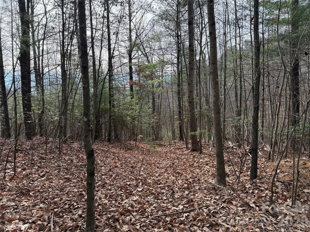 TBD Buck Mountain Road #21 Purlear, NC 28665