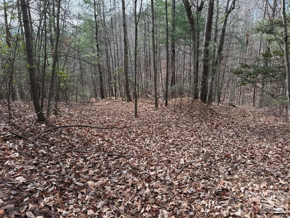 TBD Buck Mountain Road #21 Purlear, NC 28665