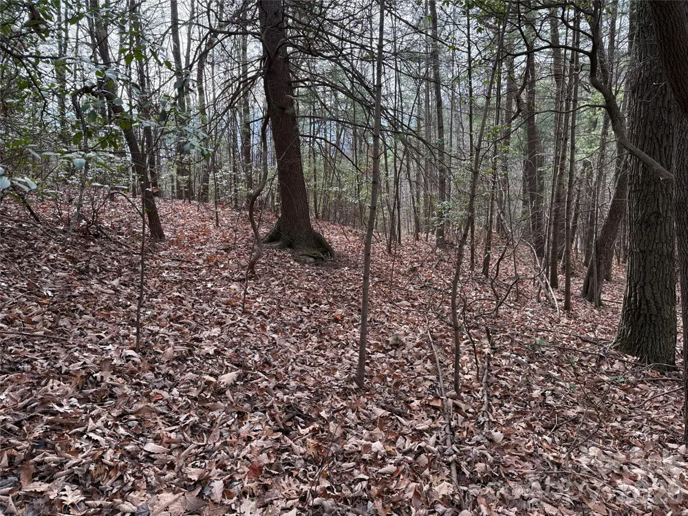 TBD Buck Mountain Road #21 Purlear, NC 28665