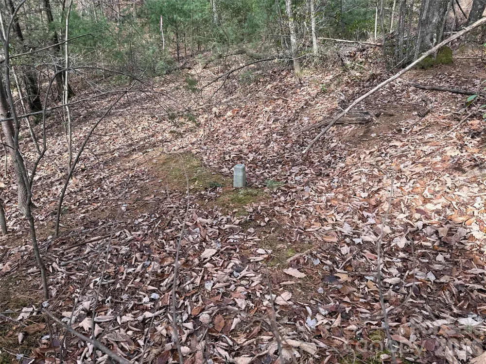 TBD Buck Mountain Road #21 Purlear, NC 28665