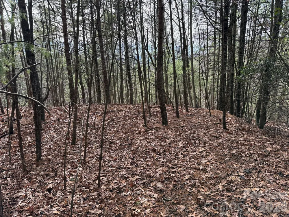 TBD Buck Mountain Road #21 Purlear, NC 28665