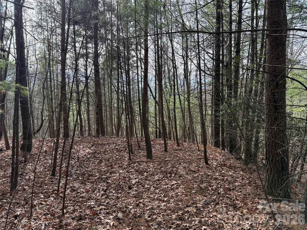 TBD Buck Mountain Road #21 Purlear, NC 28665