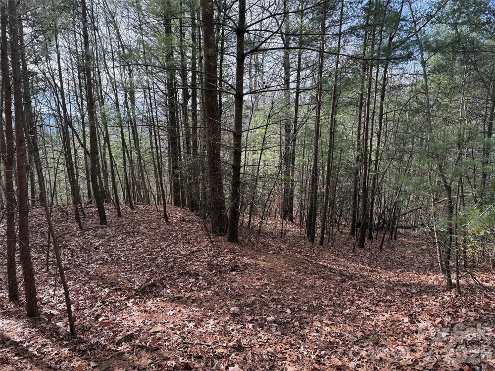 TBD Buck Mountain Road #21 Purlear, NC 28665