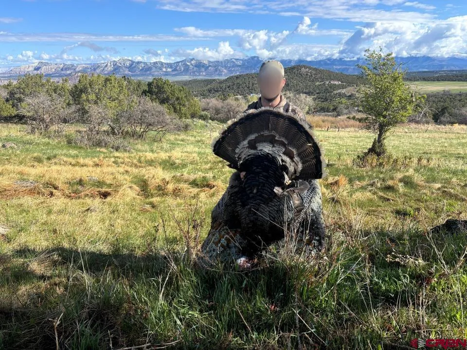 53999 Bull Basin Road Collbran, CO 81643