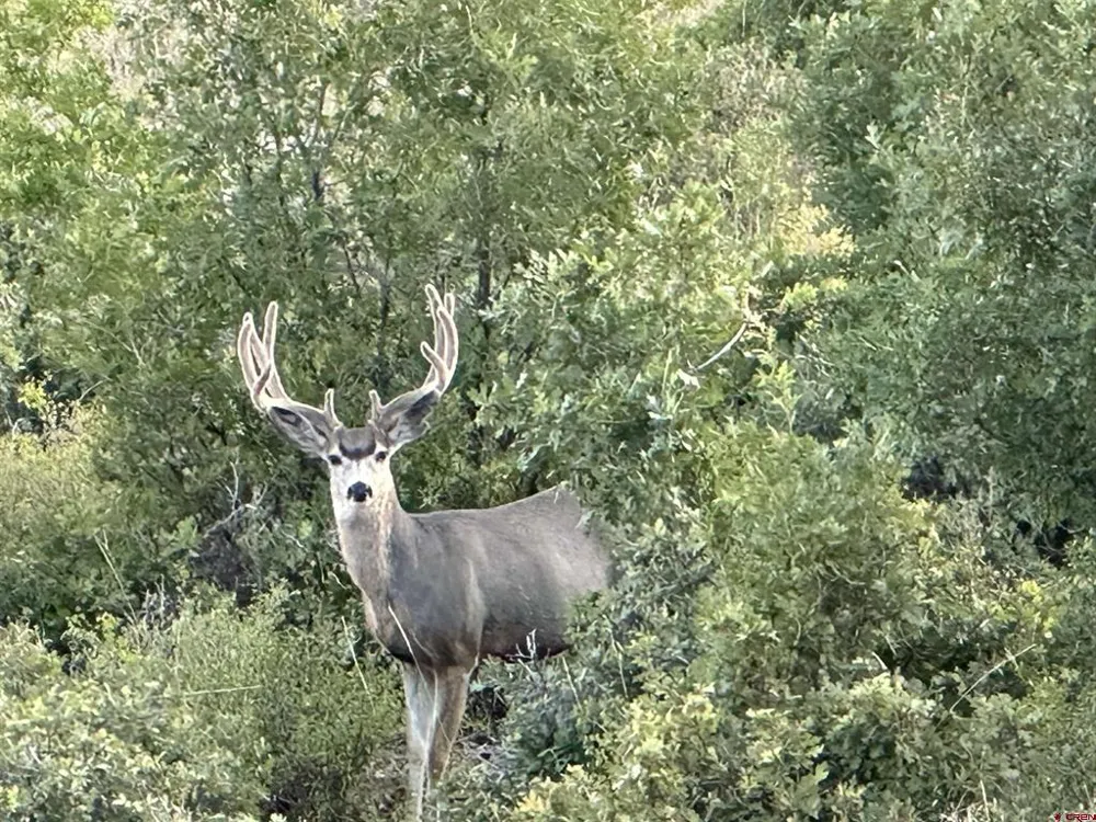 53999 Bull Basin Road Collbran, CO 81643