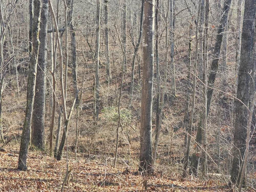 35 Road 9050 Mentone, AL 35984