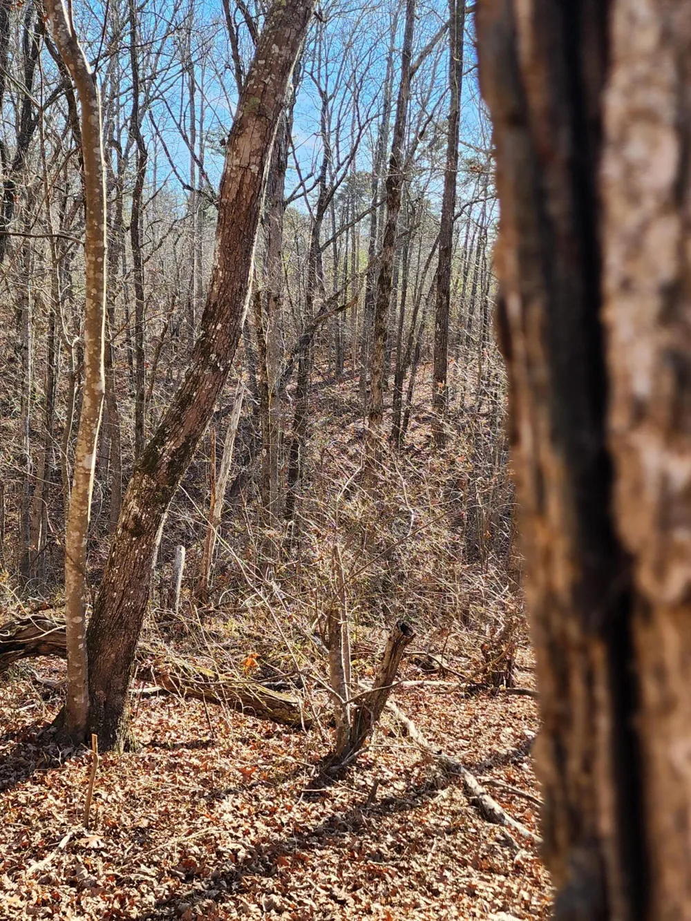 35 Road 9050 Mentone, AL 35984