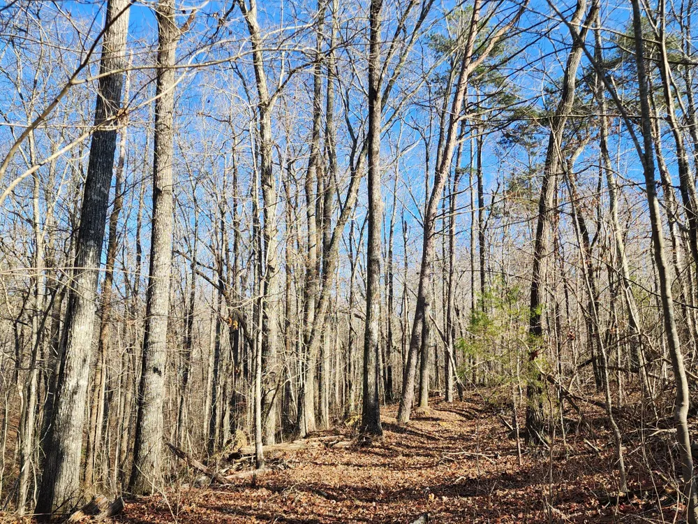 35 Road 9050 Mentone, AL 35984