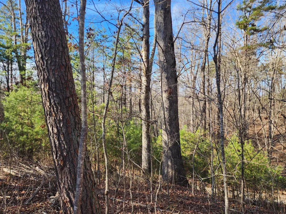 35 Road 9050 Mentone, AL 35984
