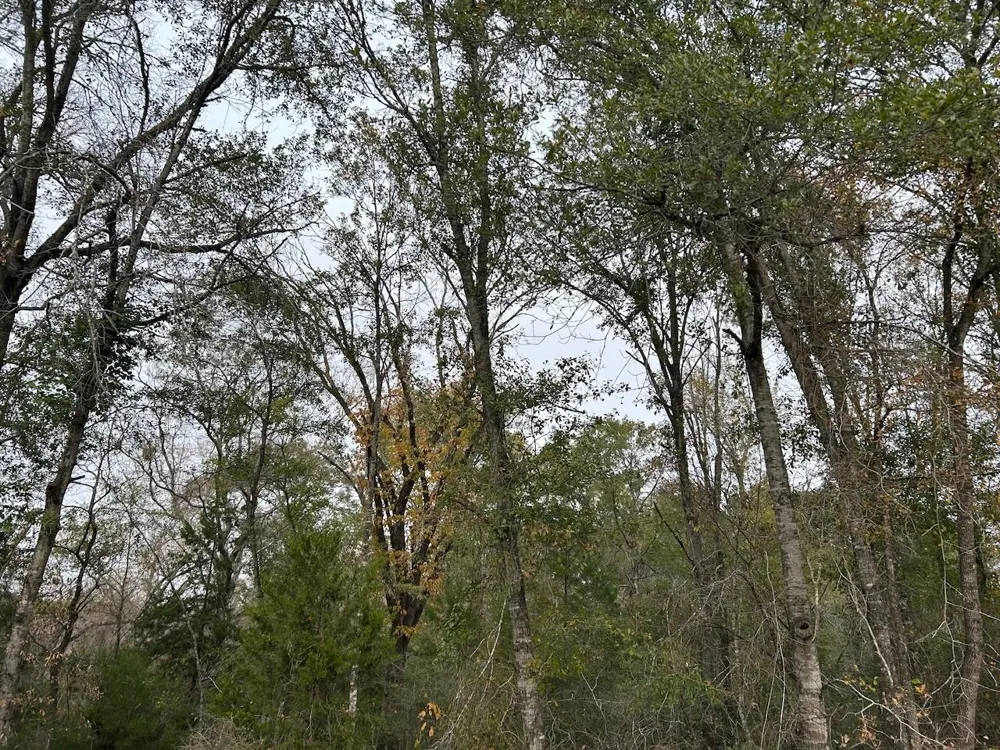 Fm-696 Caldwell, TX 77836