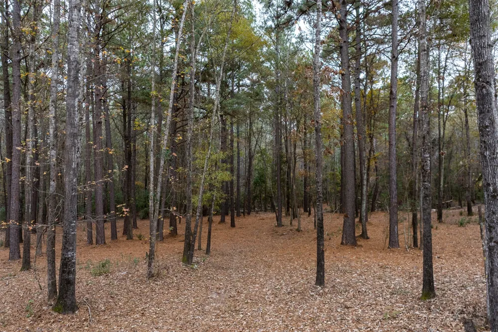 14770 FM 315 Palestine, TX 75803