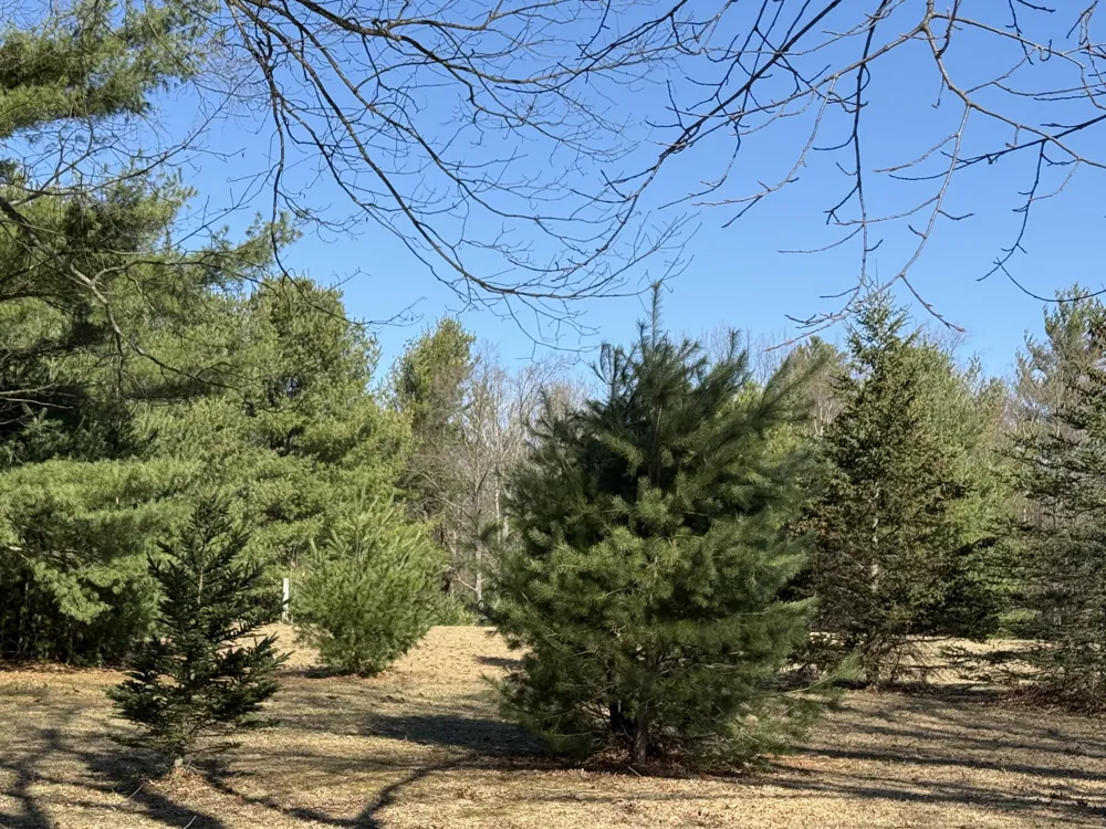 3345 W Madison Road Weare Township, MI 49420