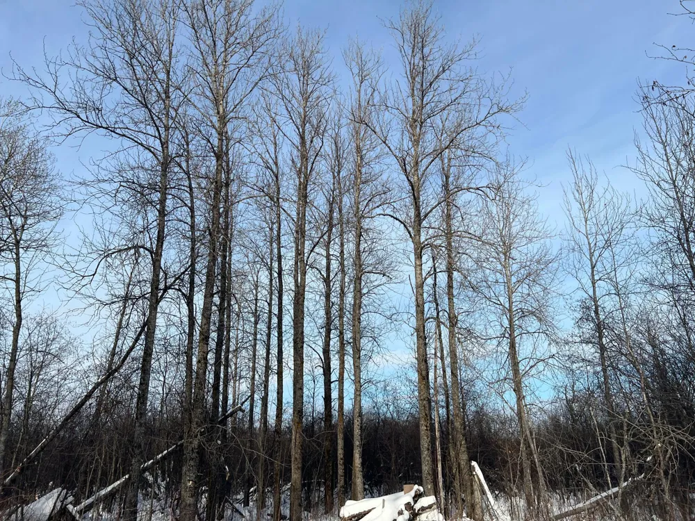 TBD Seville Road Saginaw, MN 55779