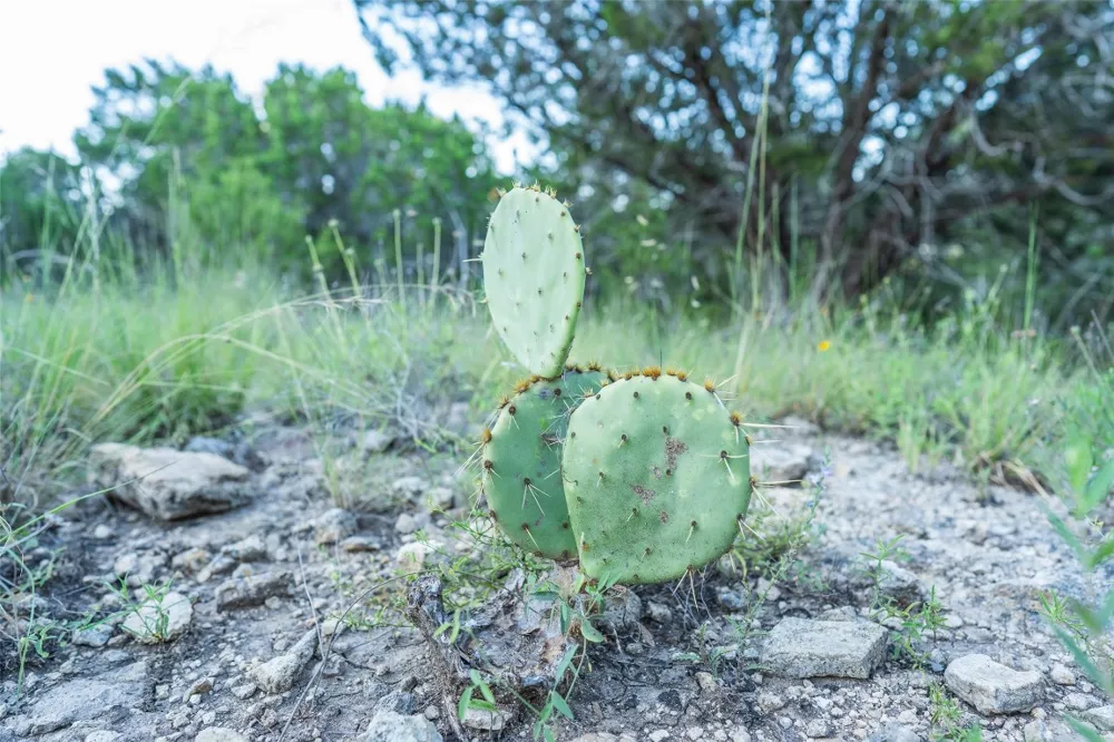 Crabapple Road Blanco, TX 78606
