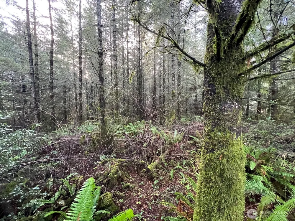 1 xxx Snow Creek Road Quilcene, WA 98376
