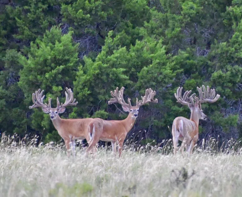 5525 FM2340 ROAD Burnet, TX 78611