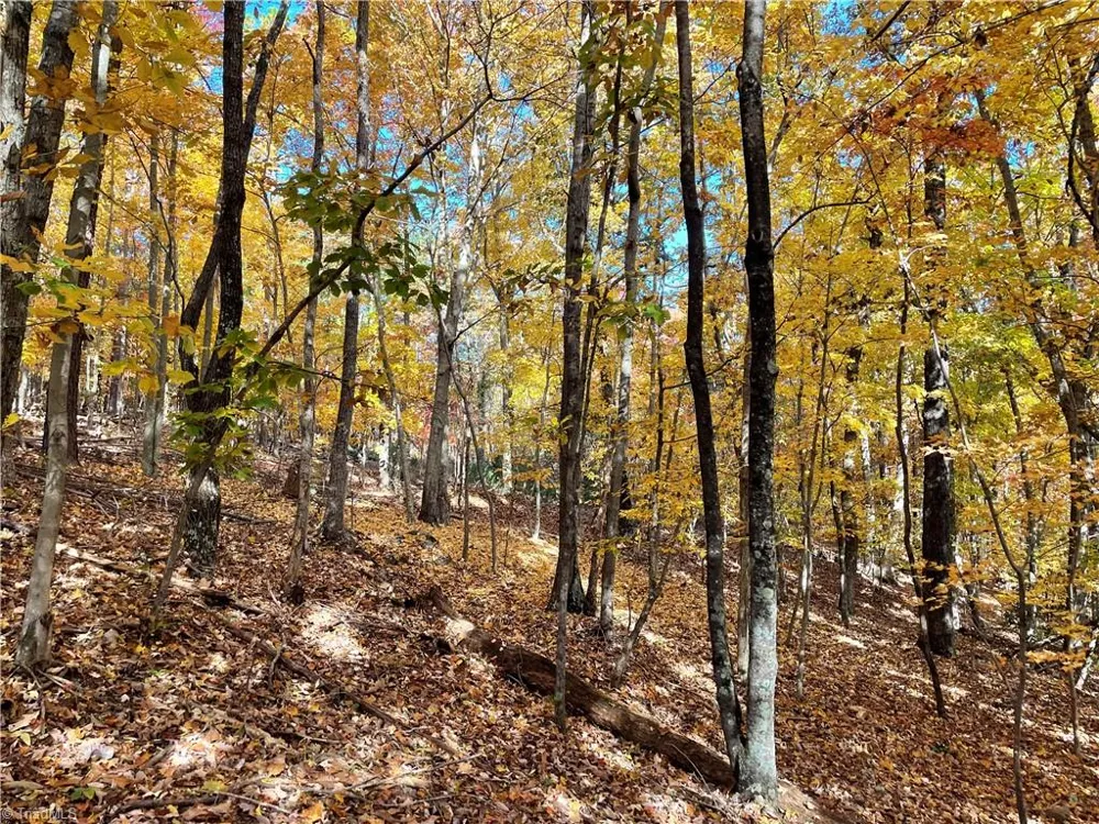 1928 Frye Road Westfield, NC 27053