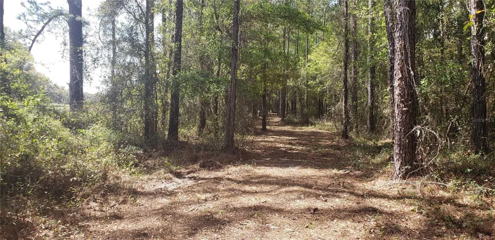NW 115TH AVENUE Reddick, FL 32686