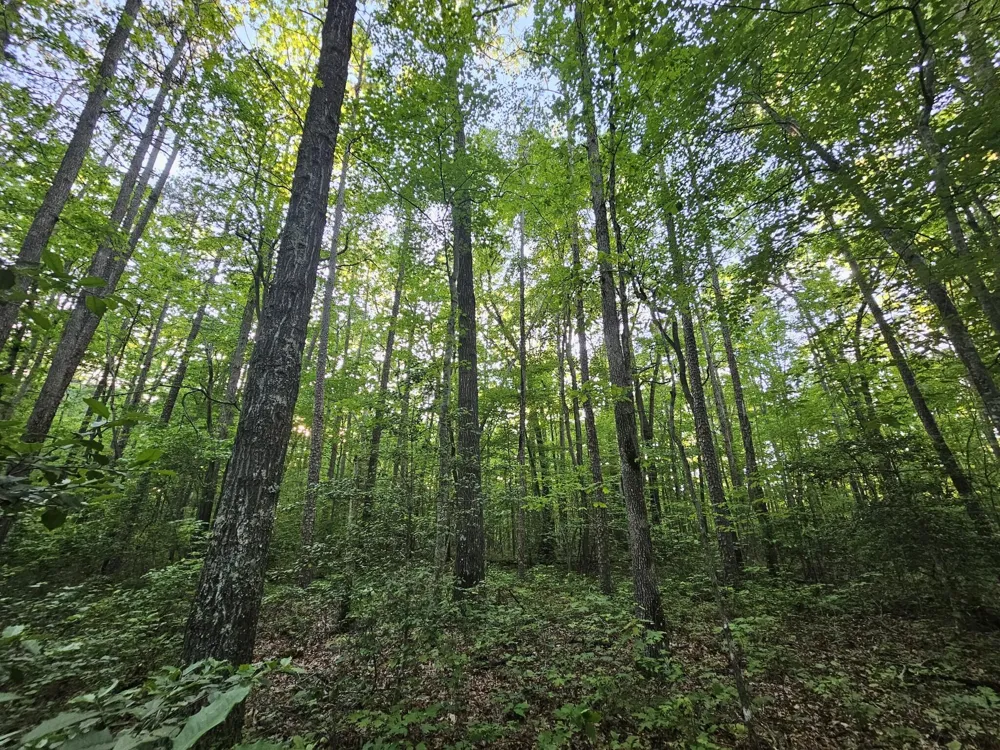 3 Savage Highland Drive Coalmont, TN 37313