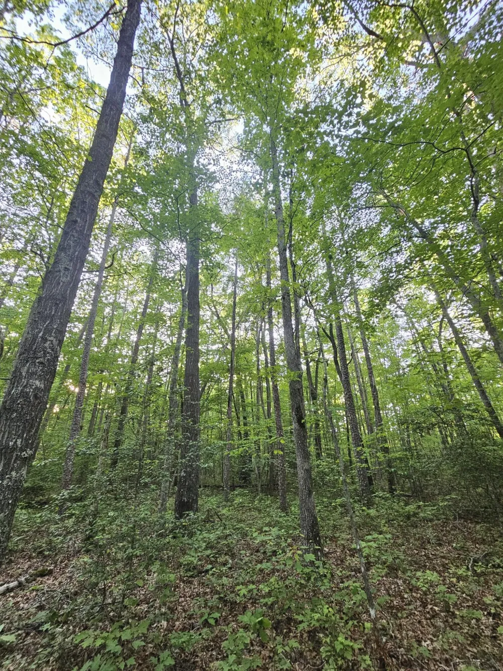 3 Savage Highland Drive Coalmont, TN 37313