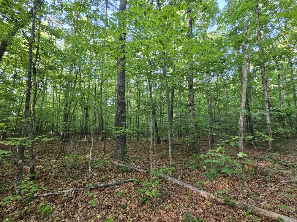 3 Savage Highland Drive Coalmont, TN 37313