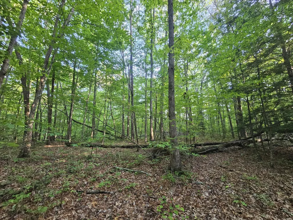 3 Savage Highland Drive Coalmont, TN 37313