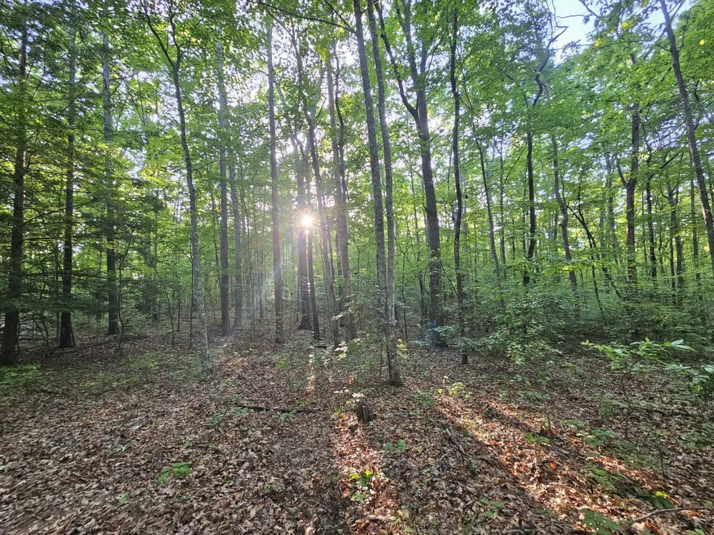 3 Savage Highland Drive Coalmont, TN 37313