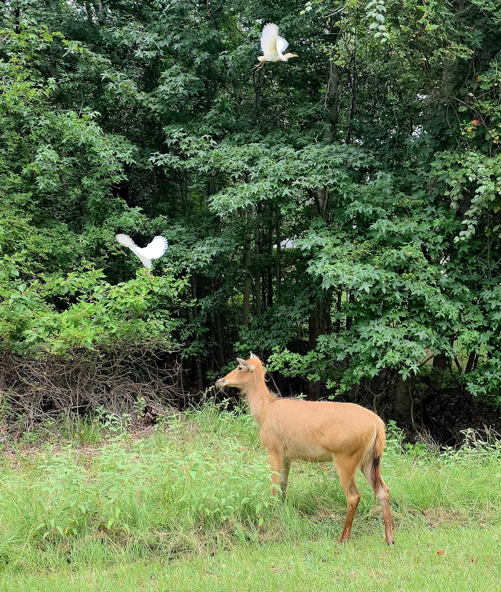 Mallard Way Larue, TX 75770