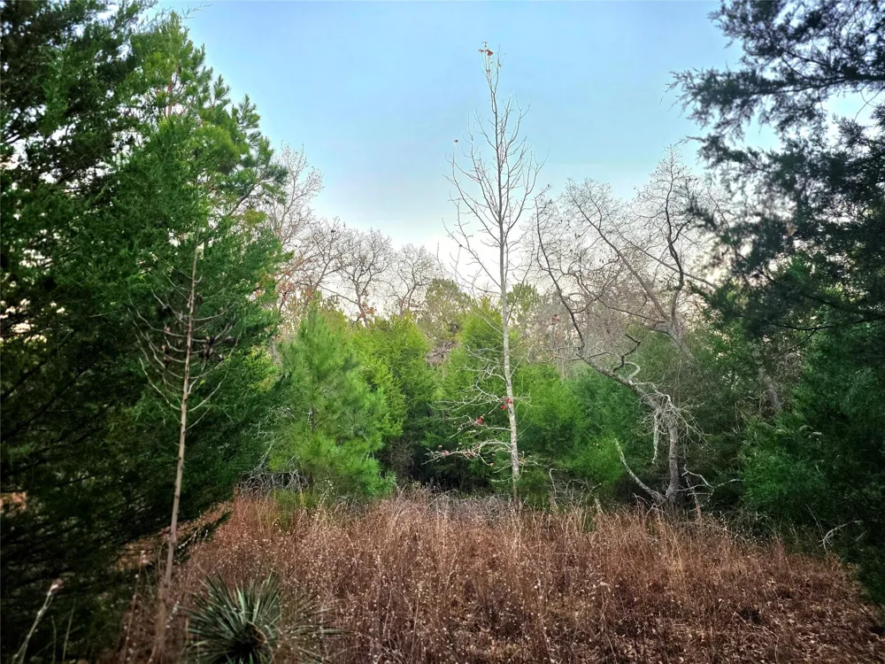 Mallard Way Larue, TX 75770