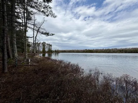 Whitetail Trail