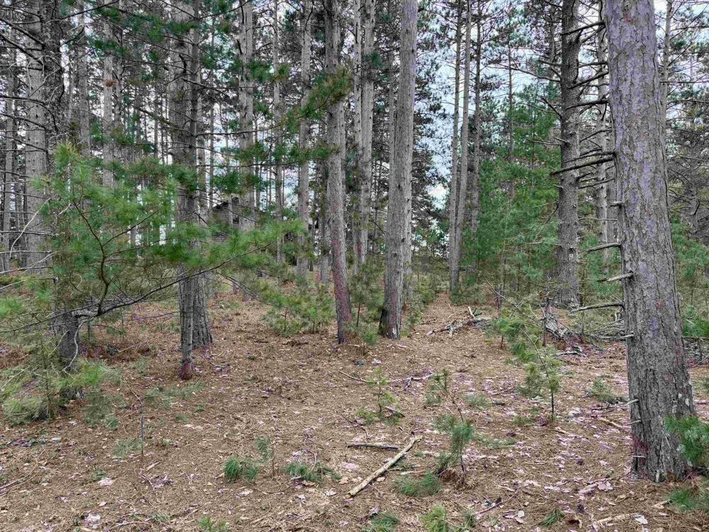 Whitetail Trail Peaine Township, MI 49782