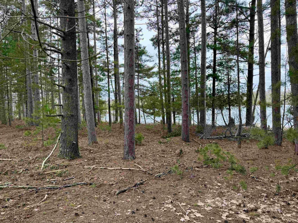 Whitetail Trail Peaine Township, MI 49782