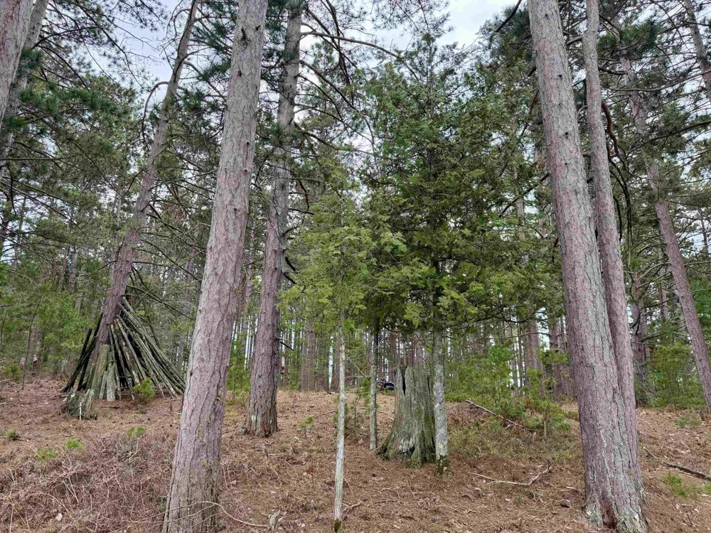 Whitetail Trail Peaine Township, MI 49782