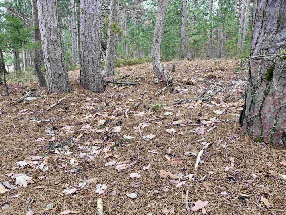 Whitetail Trail Peaine Township, MI 49782