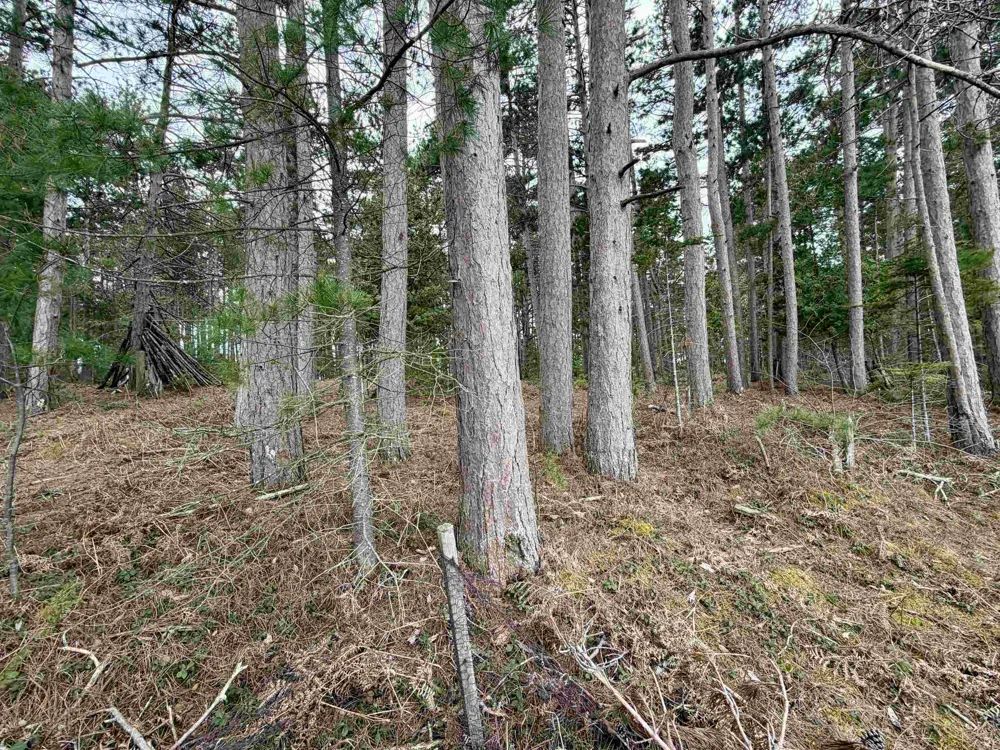 Whitetail Trail Peaine Township, MI 49782