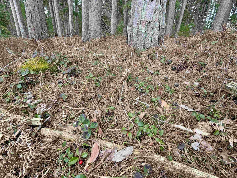 Whitetail Trail Peaine Township, MI 49782