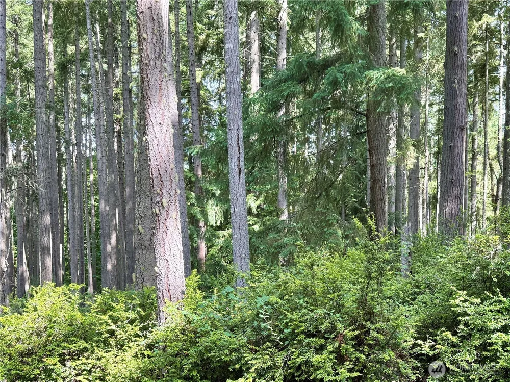 12918 E 101st Street Ct Anderson Island, WA 98303