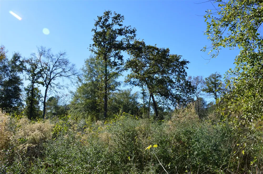 10 County Road 302 Plantersville, TX 77363