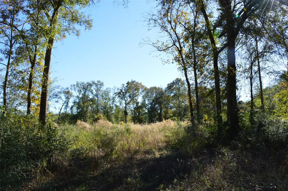 10 County Road 302 Plantersville, TX 77363