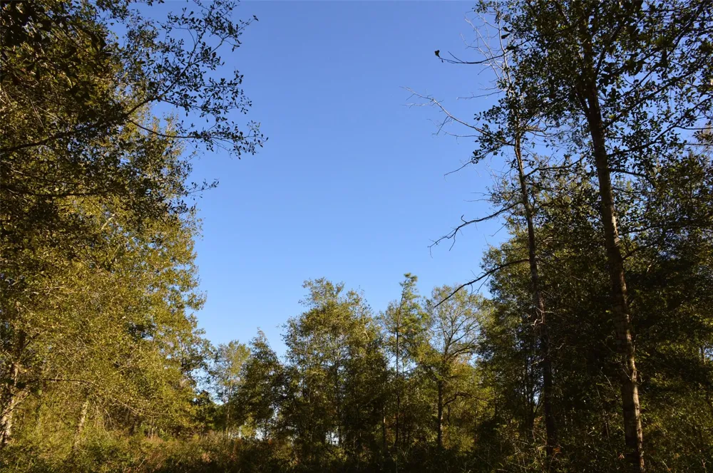 10 County Road 302 Plantersville, TX 77363