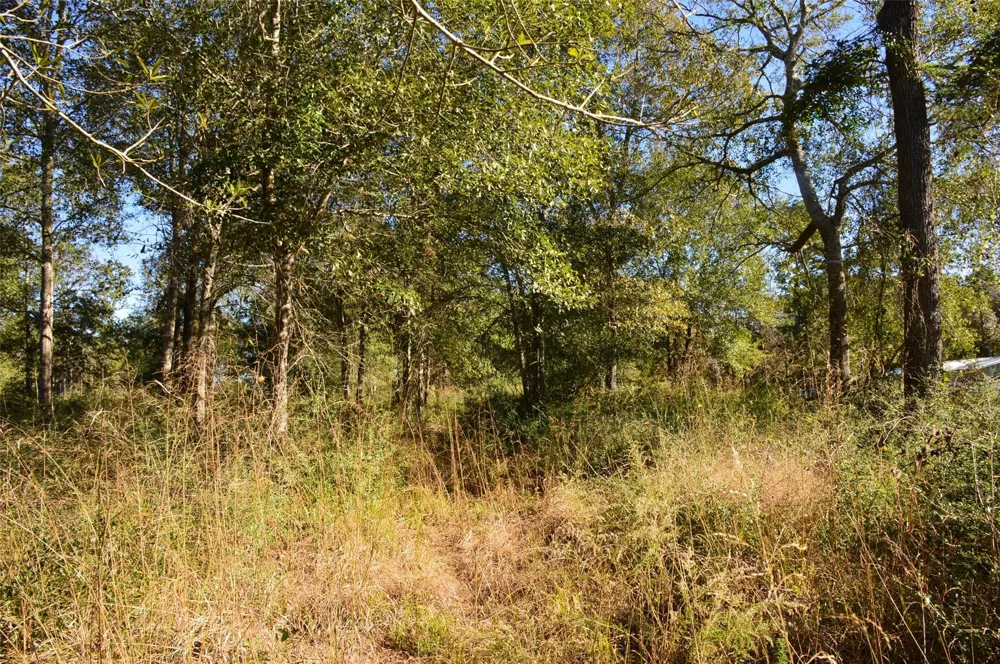 10 County Road 302 Plantersville, TX 77363