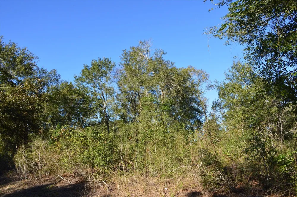 10 County Road 302 Plantersville, TX 77363