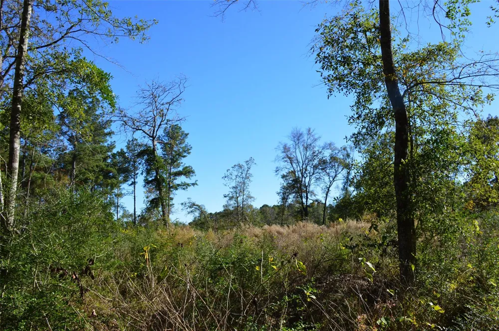 10 County Road 302 Plantersville, TX 77363
