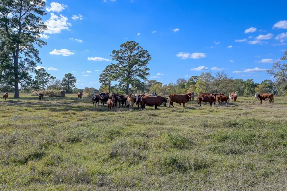 125 Spring Branch Road Montgomery, TX 77316